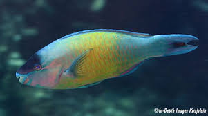 Image result for Scarus psittacus