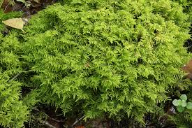 Attēlu rezultāti vaicājumam “Palustriella commutata sporophyte”