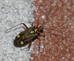 Attēlu rezultāti vaicājumam “Rhabdomiris striatellus imago”