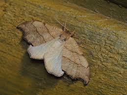 Attēlu rezultāti vaicājumam “Falcaria lacertinaria”