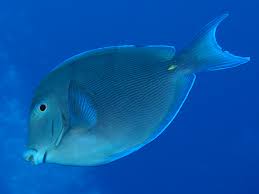 Image result for Acanthurus coeruleus
