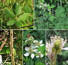 Attēlu rezultāti vaicājumam “Rubus plicatus flower”