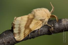 Attēlu rezultāti vaicājumam “Malacosoma castrensis larva”