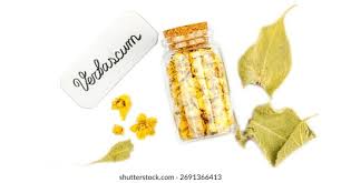 Attēlu rezultāti vaicājumam “Verbascum thapsus fruit”