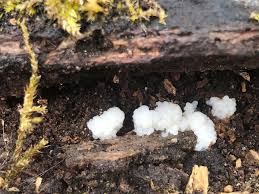 Attēlu rezultāti vaicājumam “Brefeldia maxima spores”