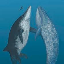 Attēlu rezultāti vaicājumam “Blattoptera”