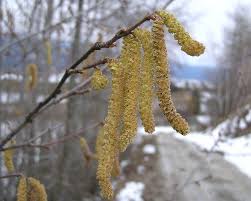 Attēlu rezultāti vaicājumam “Corylus avellana male flower”