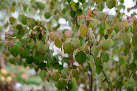 Attēlu rezultāti vaicājumam “Cercidiphyllum japonicum fruit”