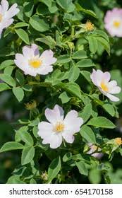 Attēlu rezultāti vaicājumam “Rosa subcanina”