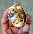 CHEF SAMBRANO: BALUT (ABORTED DUCK EGGS) EAT IT? OR VOMIT IT?