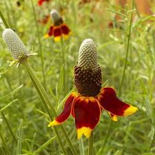 Image result for Ratibida columnifera