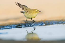 Attēlu rezultāti vaicājumam “Phylloscopus collybita”