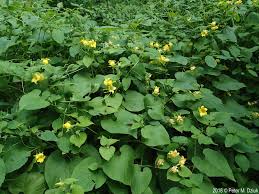Attēlu rezultāti vaicājumam “Thladiantha dubia flower”
