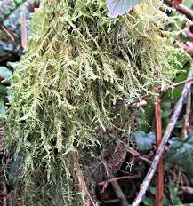 Attēlu rezultāti vaicājumam “Neckera complanata”