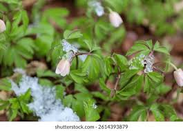 Attēlu rezultāti vaicājumam “Anemone nemorosa bud”