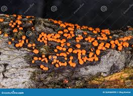 Attēlu rezultāti vaicājumam “Nectria cinnabarina”