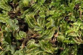 Attēlu rezultāti vaicājumam “Lophocolea minor”