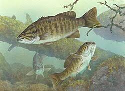 Image result for Micropterus salmoides