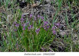 Attēlu rezultāti vaicājumam “Polygala comosa leaf”