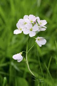 Attēlu rezultāti vaicājumam “Cardamine pratensis”