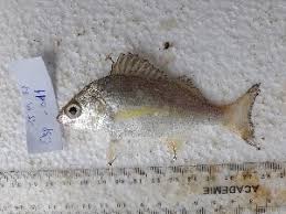 Image result for Pomadasys incisus