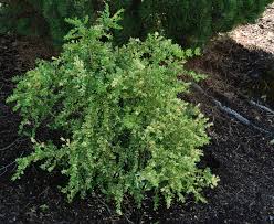 Attēlu rezultāti vaicājumam “Buxus sempervirens”