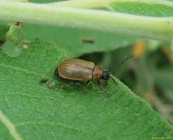 Attēlu rezultāti vaicājumam “Lochmaea caprea”
