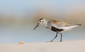 Attēlu rezultāti vaicājumam “Calidris alpina adult”