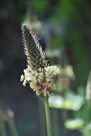 Attēlu rezultāti vaicājumam “Plantago lanceolata bud”