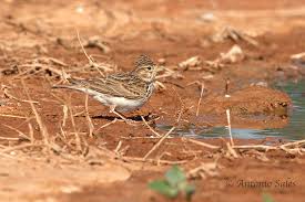 Image result for Calandrella rufescens