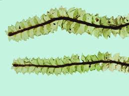 Attēlu rezultāti vaicājumam “Harpanthus flotovianus”