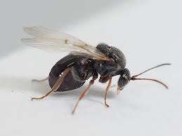 Attēlu rezultāti vaicājumam “Andricus quercuscorticis”