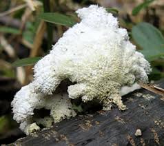 Attēlu rezultāti vaicājumam “Octospora splachnophila”