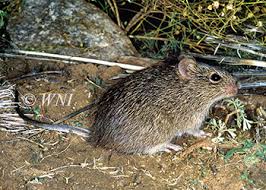 Attēlu rezultāti vaicājumam “Cricetidae”