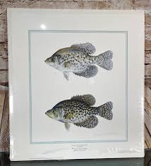 Image result for Pomoxis nigromaculatus