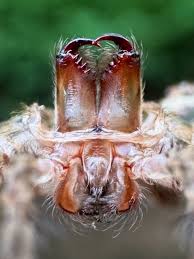 Attēlu rezultāti vaicājumam “Lycogala convexum macro”