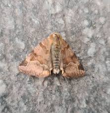 Attēlu rezultāti vaicājumam “Euclidia glyphica”