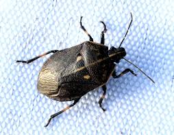 Attēlu rezultāti vaicājumam “Jalla dumosa”