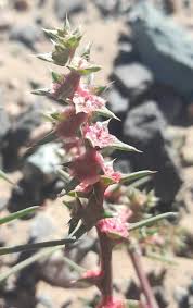Attēlu rezultāti vaicājumam “Salsola kali”