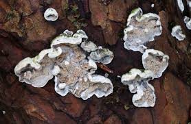 Attēlu rezultāti vaicājumam “Skeletocutis carneogrisea”