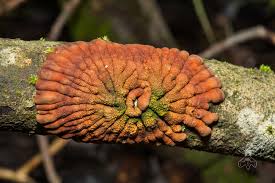 Attēlu rezultāti vaicājumam “Hypocreopsis lichenoides”