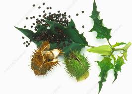 Attēlu rezultāti vaicājumam “Datura stramonium fruit”