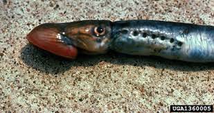 Image result for Petromyzon marinus