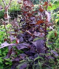 Image result for Atriplex hortensis