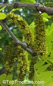 Attēlu rezultāti vaicājumam “Gleditsia triacanthos bud”