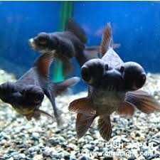 Image result for 出目金