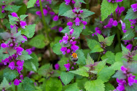 Attēlu rezultāti vaicājumam “Ajuga genevensis flower”