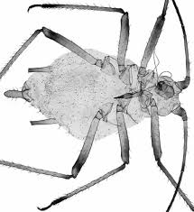 Attēlu rezultāti vaicājumam “Macrosiphoniella absinthii”