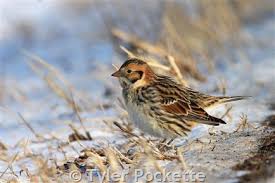 Image result for Calcarius lapponicus