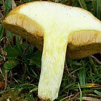 Attēlu rezultāti vaicājumam “Suillus granulatus”